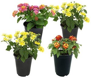 Lantana Plants Fresh Flowers for Delivery Prime (4 Pack), Outdoor Flowers Assorted Live Plants Indoor, Lantana Live Plant Outdoor Plants Live in Flower Pots, Plants Live Houseplants by Plants for Pets