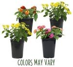 Lantana Plants Fresh Flowers for Delivery Prime (4 Pack), Outdoor Flowers Assorted Live Plants Indoor, Lantana Live Plant Outdoor Plants Live in Flower Pots, Plants Live Houseplants by Plants for Pets