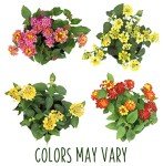 Lantana Plants Fresh Flowers for Delivery Prime (4 Pack), Outdoor Flowers Assorted Live Plants Indoor, Lantana Live Plant Outdoor Plants Live in Flower Pots, Plants Live Houseplants by Plants for Pets