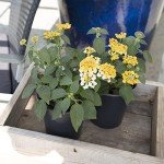 Lantana Plants Fresh Flowers for Delivery Prime (4 Pack), Outdoor Flowers Assorted Live Plants Indoor, Lantana Live Plant Outdoor Plants Live in Flower Pots, Plants Live Houseplants by Plants for Pets