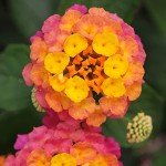 Lantana Plants Fresh Flowers for Delivery Prime (4 Pack), Outdoor Flowers Assorted Live Plants Indoor, Lantana Live Plant Outdoor Plants Live in Flower Pots, Plants Live Houseplants by Plants for Pets
