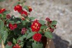 Lantana Plants Fresh Flowers for Delivery Prime (4 Pack), Outdoor Flowers Assorted Live Plants Indoor, Lantana Live Plant Outdoor Plants Live in Flower Pots, Plants Live Houseplants by Plants for Pets