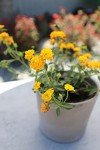 Lantana Plants Fresh Flowers for Delivery Prime (4 Pack), Outdoor Flowers Assorted Live Plants Indoor, Lantana Live Plant Outdoor Plants Live in Flower Pots, Plants Live Houseplants by Plants for Pets