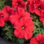 Petunia Red Flowers for Delivery Prime (4 PK), Fresh Flowers in Flower Pots for Outdoor Flowers, Petunia Plants Live Flowering Plants Live Houseplants or Outdoor Plants Real Flowers by Plants for Pets