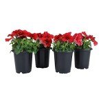Petunia Red Flowers for Delivery Prime (4 PK), Fresh Flowers in Flower Pots for Outdoor Flowers, Petunia Plants Live Flowering Plants Live Houseplants or Outdoor Plants Real Flowers by Plants for Pets