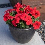 Petunia Red Flowers for Delivery Prime (4 PK), Fresh Flowers in Flower Pots for Outdoor Flowers, Petunia Plants Live Flowering Plants Live Houseplants or Outdoor Plants Real Flowers by Plants for Pets