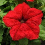 Petunia Red Flowers for Delivery Prime (4 PK), Fresh Flowers in Flower Pots for Outdoor Flowers, Petunia Plants Live Flowering Plants Live Houseplants or Outdoor Plants Real Flowers by Plants for Pets
