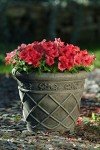 Petunia Red Flowers for Delivery Prime (4 PK), Fresh Flowers in Flower Pots for Outdoor Flowers, Petunia Plants Live Flowering Plants Live Houseplants or Outdoor Plants Real Flowers by Plants for Pets