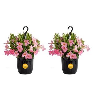 Costa Farms Premium Flowering Mandevilla Hanging Basket Live Outdoor Plant, 20-Inches Tall, Grower Choice Flowers, 1.5-GAL, 2-Pack