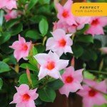 Costa Farms Premium Flowering Mandevilla Hanging Basket Live Outdoor Plant, 20-Inches Tall, Grower Choice Flowers, 1.5-GAL, 2-Pack