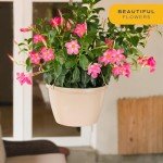 Costa Farms Premium Flowering Mandevilla Hanging Basket Live Outdoor Plant, 20-Inches Tall, Grower Choice Flowers, 1.5-GAL, 2-Pack