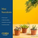 Costa Farms Succulents (6 Pack), Live Mini Succulent Plants, Grower's Choice Live Houseplants, Potted in Nursery Plant Pots, Potting Soil, Gift for Bulk Baby Shower, Bridal Shower, DIY Room Decor