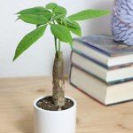 Altman Plants, Live Money Tree Plant, Pachira Aquatica Money Tree, Feng Shui Money Tree Pachira Aquatica Plant, Pachira Plant Bonsai Tree in Planter Pot with Soil, Money Tree Plant Indoor Plants