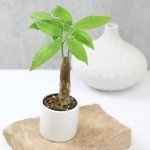 Altman Plants, Live Money Tree Plant, Pachira Aquatica Money Tree, Feng Shui Money Tree Pachira Aquatica Plant, Pachira Plant Bonsai Tree in Planter Pot with Soil, Money Tree Plant Indoor Plants