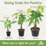 Altman Plants, Live Money Tree Plant, Pachira Aquatica Money Tree, Feng Shui Money Tree Pachira Aquatica Plant, Pachira Plant Bonsai Tree in Planter Pot with Soil, Money Tree Plant Indoor Plants