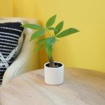Altman Plants, Live Money Tree Plant, Pachira Aquatica Money Tree, Feng Shui Money Tree Pachira Aquatica Plant, Pachira Plant Bonsai Tree in Planter Pot with Soil, Money Tree Plant Indoor Plants