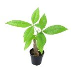 Altman Plants, Live Money Tree Plant, Pachira Aquatica Money Tree, Feng Shui Money Tree Pachira Aquatica Plant, Pachira Plant Bonsai Tree in Planter Pot with Soil, Money Tree Plant Indoor Plants