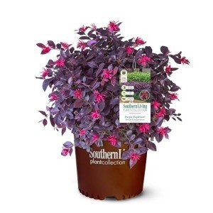 2 Gallon Southern Living Loropetalum Purple Daydream Shrub