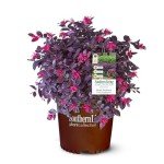 2 Gallon Southern Living Loropetalum Purple Daydream Shrub