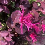 2 Gallon Southern Living Loropetalum Purple Daydream Shrub