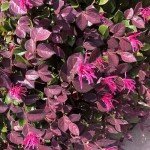 2 Gallon Southern Living Loropetalum Purple Daydream Shrub