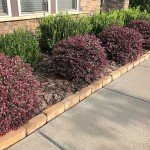 2 Gallon Southern Living Loropetalum Purple Daydream Shrub