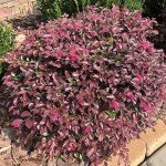 2 Gallon Southern Living Loropetalum Purple Daydream Shrub