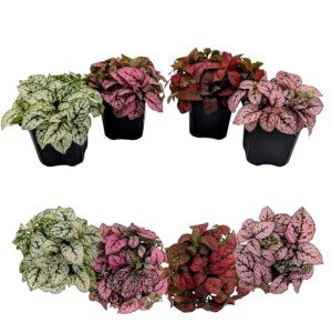 Polka Dot Plant Collection (4-Pack) - House Plants Indoors Live, Colorful Plants Live houseplants, Air Purifying Live Indoor House Plants, (Red, White, Rose, and Pink) Indoor Plants Live houseplants.