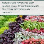 Polka Dot Plant Collection (4-Pack) - House Plants Indoors Live, Colorful Plants Live houseplants, Air Purifying Live Indoor House Plants, (Red, White, Rose, and Pink) Indoor Plants Live houseplants.