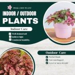 Polka Dot Plant Collection (4-Pack) - House Plants Indoors Live, Colorful Plants Live houseplants, Air Purifying Live Indoor House Plants, (Red, White, Rose, and Pink) Indoor Plants Live houseplants.