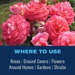 BioAdvanced Rose and Flower Insect Killer, Ready-to-Use, 24 oz