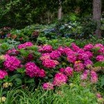 2 Gal. Summer Crush Hydrangea Shrub
