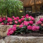 2 Gal. Summer Crush Hydrangea Shrub