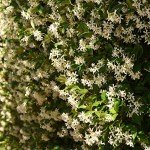 Perfect Plants Confederate Jasmine Live Plant, 1 Gallon Pot, Includes Care Guide
