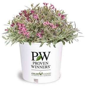 Proven Winners - Weigela florida My Monet (Weigela) Shrub, pink flowers, #2 - Size Container