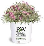 Proven Winners - Weigela florida My Monet (Weigela) Shrub, pink flowers, #2 - Size Container