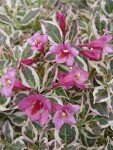 Proven Winners - Weigela florida My Monet (Weigela) Shrub, pink flowers, #2 - Size Container
