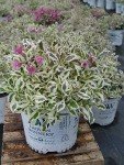 Proven Winners - Weigela florida My Monet (Weigela) Shrub, pink flowers, #2 - Size Container