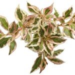 Proven Winners - Weigela florida My Monet (Weigela) Shrub, pink flowers, #2 - Size Container