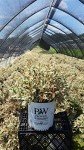 Proven Winners - Weigela florida My Monet (Weigela) Shrub, pink flowers, #2 - Size Container
