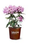 Southgate Radiance Rhododendron (2.5 Quart) Flowering Evergreen Shrub with Deep-Lavender Buds That Bloom Light-Purple - Part Sun to Shade Live Outdoor Plant - Southern Living Plants