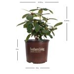 Southgate Radiance Rhododendron (2.5 Quart) Flowering Evergreen Shrub with Deep-Lavender Buds That Bloom Light-Purple - Part Sun to Shade Live Outdoor Plant - Southern Living Plants