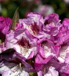 Southgate Radiance Rhododendron (2.5 Quart) Flowering Evergreen Shrub with Deep-Lavender Buds That Bloom Light-Purple - Part Sun to Shade Live Outdoor Plant - Southern Living Plants