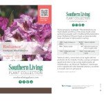 Southgate Radiance Rhododendron (2.5 Quart) Flowering Evergreen Shrub with Deep-Lavender Buds That Bloom Light-Purple - Part Sun to Shade Live Outdoor Plant - Southern Living Plants