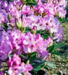 Southgate Radiance Rhododendron (2.5 Quart) Flowering Evergreen Shrub with Deep-Lavender Buds That Bloom Light-Purple - Part Sun to Shade Live Outdoor Plant - Southern Living Plants