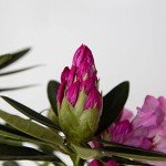 Southgate Radiance Rhododendron (2.5 Quart) Flowering Evergreen Shrub with Deep-Lavender Buds That Bloom Light-Purple - Part Sun to Shade Live Outdoor Plant - Southern Living Plants