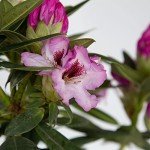Southgate Radiance Rhododendron (2.5 Quart) Flowering Evergreen Shrub with Deep-Lavender Buds That Bloom Light-Purple - Part Sun to Shade Live Outdoor Plant - Southern Living Plants