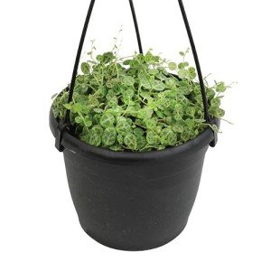 String of Turtles Live Plant Hanging Basket, Peperomia prostrata, Live Succulents Plants Live Houseplants, House Plants Indoors Live Indoor House Plants, Peperomia Live Plant Basket by Plants for Pets