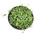 String of Turtles Live Plant Hanging Basket, Peperomia prostrata, Live Succulents Plants Live Houseplants, House Plants Indoors Live Indoor House Plants, Peperomia Live Plant Basket by Plants for Pets