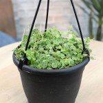 String of Turtles Live Plant Hanging Basket, Peperomia prostrata, Live Succulents Plants Live Houseplants, House Plants Indoors Live Indoor House Plants, Peperomia Live Plant Basket by Plants for Pets